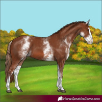Horse Color:White Spotted Chestnut Splash