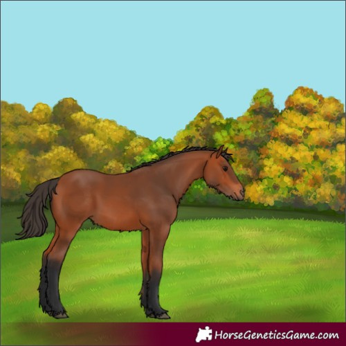 Horse Color:Bay 