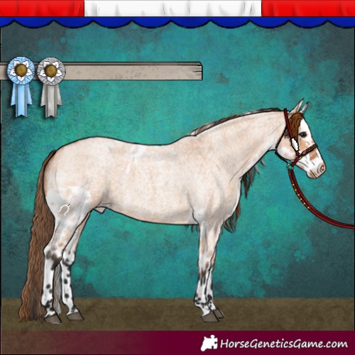 Horse Color:Bay Roan Dun Skewed Appaloosa 