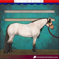 Horse Color:Bay Roan Dun Skewed Appaloosa 