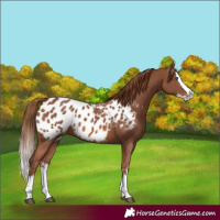 Horse Color:Chestnut Sabino Splash Appaloosa 