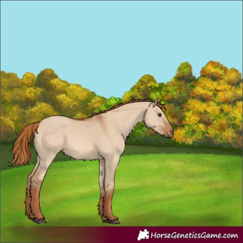 Horse Color:Red Dun 