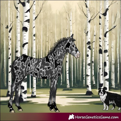 Horse Color:Black Sabino Appaloosa Rabicano