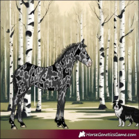Horse Color:Black Sabino Appaloosa Rabicano 
