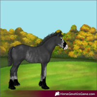 Horse Color:Black Sabino Rabicano