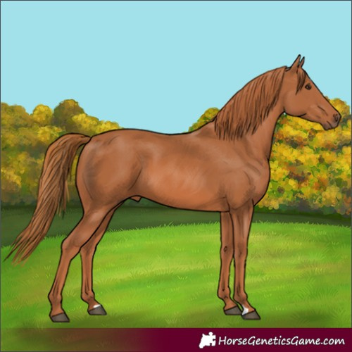 Horse Color:Chestnut 