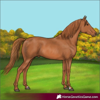 Horse Color:Chestnut 