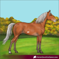 Horse Color:Silver Bay Frame 