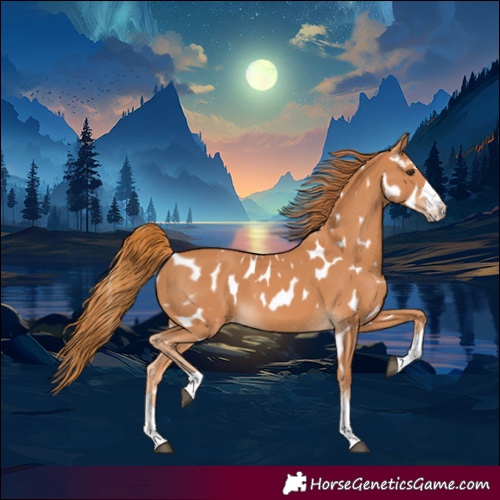 Horse Color:Chestnut Near Leopard 