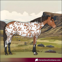 Horse Color:Bay Skewed LP Spotted