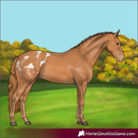 Horse Color:Chestnut Blanket 
