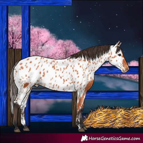 Horse Color:Bay Skewed LP Spotted 