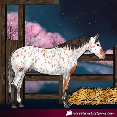 Horse Color:Bay Skewed Appaloosa 