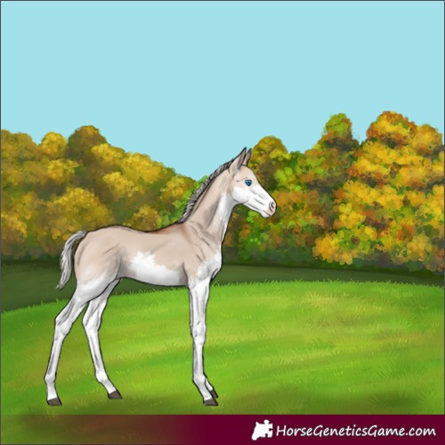 Horse Color:Silver Bay Dun Splash 