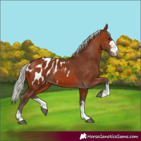 Horse Color:Silver Brown Blanket