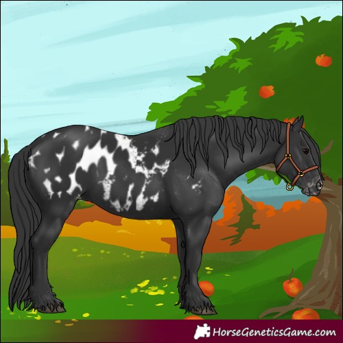 Horse Color:Black Appaloosa