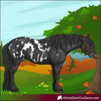 Horse Color:Black Appaloosa