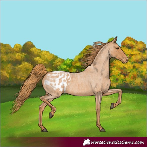 Horse Color:Red Roan Blanket 