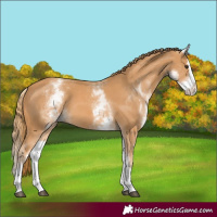 Horse Color:White Spotted Chestnut Splash 