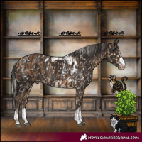 Horse Color:Silver Buckskin Skewed Appaloosa Rabicano  and Liver Chestnut Skewed Appaloosa Rabicano 