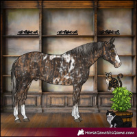 Horse Color:Silver Buckskin Skewed Appaloosa Rabicano  and Liver Chestnut Skewed Appaloosa Rabicano 