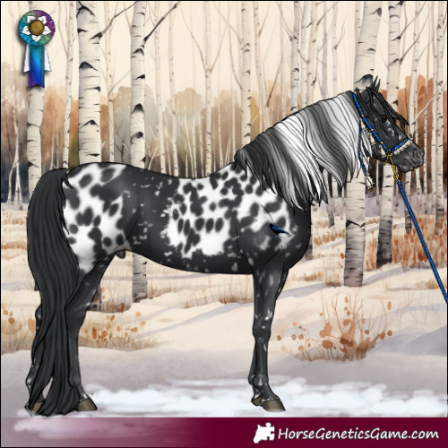 Horse Color:Black Skewed Appaloosa 