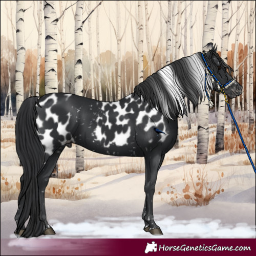 Horse Color:Black Skewed Appaloosa 