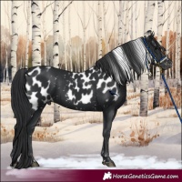 Horse Color:Black Skewed Appaloosa 