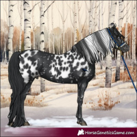 Horse Color:Black Skewed Appaloosa 