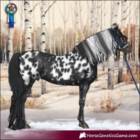 Horse Color:Black Skewed Appaloosa 
