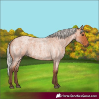Horse Color:Silver Bay Roan 