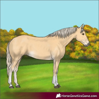 Horse Color:Palomino Tobiano 