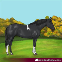 Horse Color:Black Tobiano