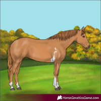 Horse Color:Chestnut Tobiano