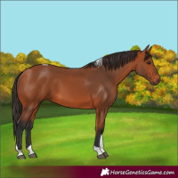 Horse Color:Bay Tobiano 