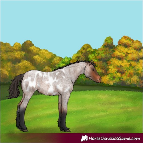Horse Color:Bay Roan Blanket