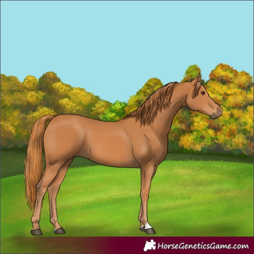 Horse Color:Chestnut 