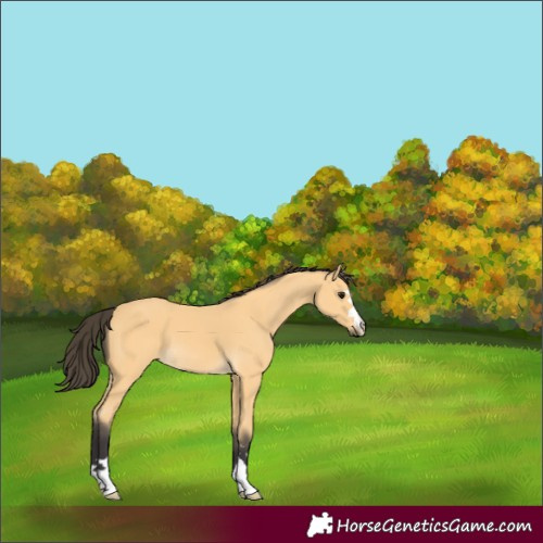 Horse Color:Buckskin