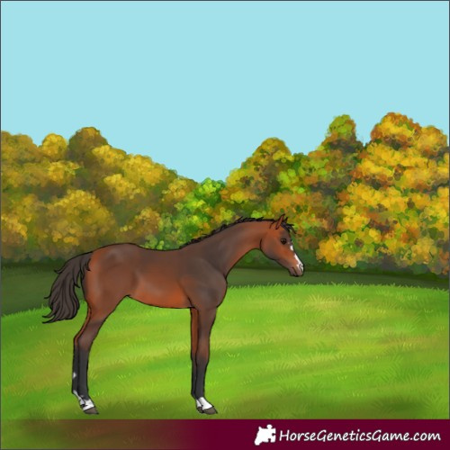Horse Color:Bay 