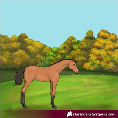 Horse Color:Bay 