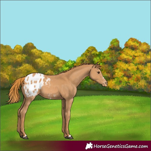 Horse Color:Chestnut Blanket