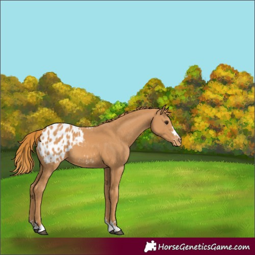 Horse Color:Chestnut Blanket
