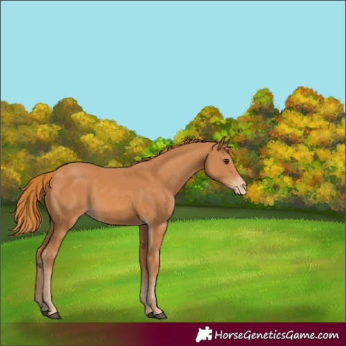 Horse Color:Chestnut Varnish