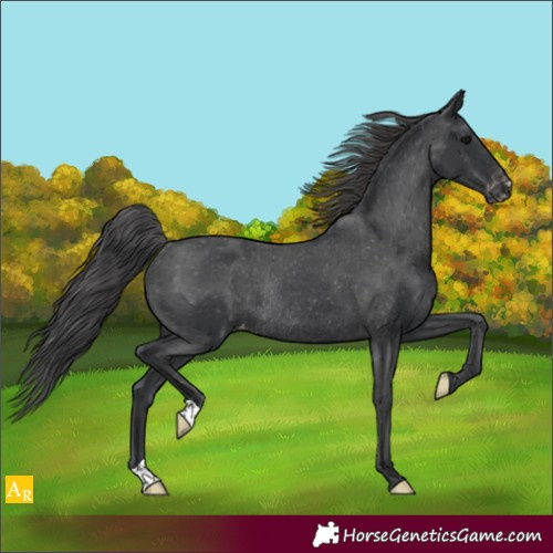 Horse Color:Black Appaloosa Rabicano 