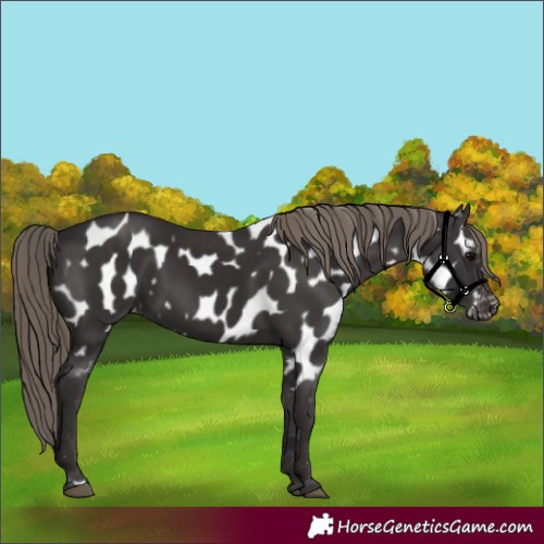 Horse Color:Smoky Black Appaloosa