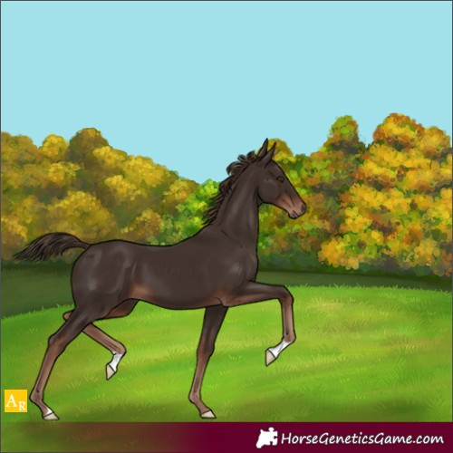 Horse Color:Liver Chestnut 