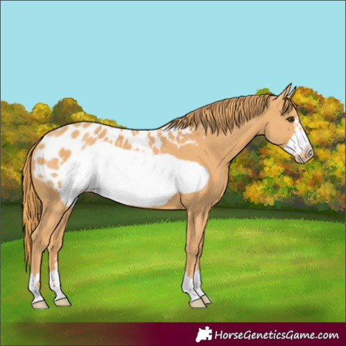 Horse Color:Chestnut Frame Appaloosa