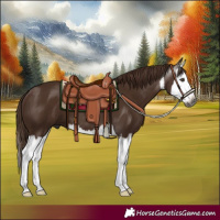 Horse Color:Gray White Spotted Chestnut Splash 