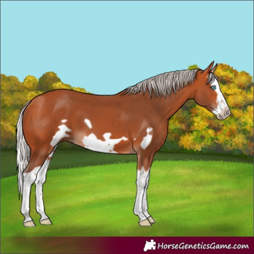 Horse Color:Silver Bay Splash Frame 