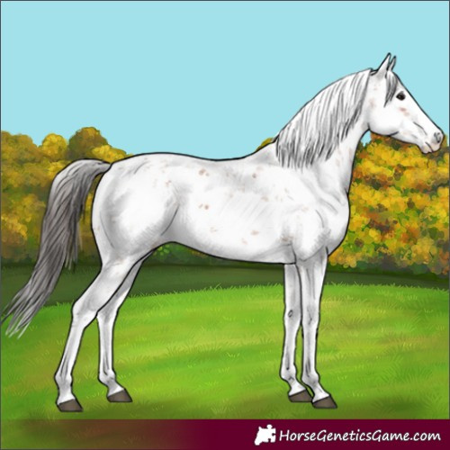 Horse Color:Bay Sabino 